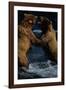 Alaskan Brown Bears in Brooks River-Paul Souders-Framed Photographic Print