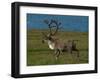 Alaskan Caribou-Charles Glover-Framed Giclee Print