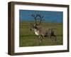 Alaskan Caribou-Charles Glover-Framed Giclee Print