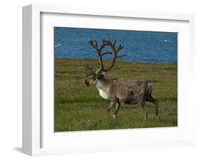 Alaskan Caribou-Charles Glover-Framed Giclee Print