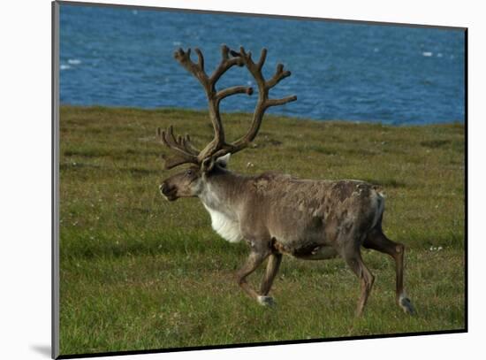 Alaskan Caribou-Charles Glover-Mounted Giclee Print