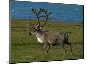 Alaskan Caribou-Charles Glover-Mounted Giclee Print