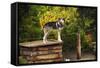 Alaskan Husky Dog, Denali National Park, Alaska, USA-Michel Hersen-Framed Stretched Canvas