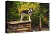 Alaskan Husky Dog, Denali National Park, Alaska, USA-Michel Hersen-Stretched Canvas