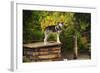 Alaskan Husky Dog, Denali National Park, Alaska, USA-Michel Hersen-Framed Photographic Print