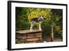 Alaskan Husky Dog, Denali National Park, Alaska, USA-Michel Hersen-Framed Photographic Print