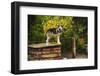 Alaskan Husky Dog, Denali National Park, Alaska, USA-Michel Hersen-Framed Photographic Print