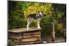 Alaskan Husky Dog, Denali National Park, Alaska, USA-Michel Hersen-Mounted Photographic Print