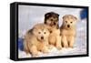 Alaskan Husky Dogs X Three Young Pups Sitting in Snow-null-Framed Stretched Canvas