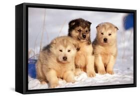 Alaskan Husky Dogs X Three Young Pups Sitting in Snow-null-Framed Stretched Canvas