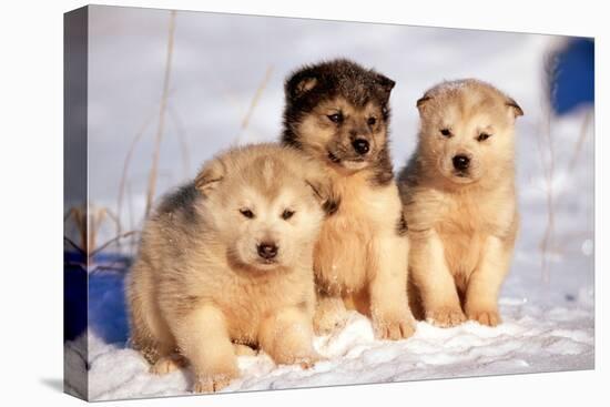 Alaskan Husky Dogs X Three Young Pups Sitting in Snow-null-Stretched Canvas