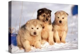 Alaskan Husky Dogs X Three Young Pups Sitting in Snow-null-Stretched Canvas