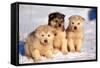 Alaskan Husky Dogs X Three Young Pups Sitting in Snow-null-Framed Stretched Canvas