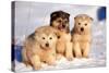 Alaskan Husky Dogs X Three Young Pups Sitting in Snow-null-Stretched Canvas