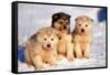 Alaskan Husky Dogs X Three Young Pups Sitting in Snow-null-Framed Stretched Canvas