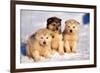 Alaskan Husky Dogs X Three Young Pups Sitting in Snow-null-Framed Photographic Print