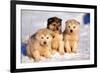 Alaskan Husky Dogs X Three Young Pups Sitting in Snow-null-Framed Photographic Print