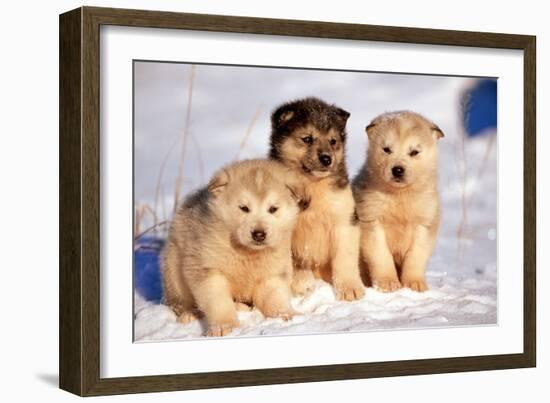 Alaskan Husky Dogs X Three Young Pups Sitting in Snow-null-Framed Photographic Print