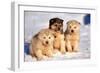 Alaskan Husky Dogs X Three Young Pups Sitting in Snow-null-Framed Photographic Print