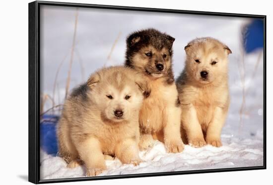 Alaskan Husky Dogs X Three Young Pups Sitting in Snow-null-Framed Photographic Print