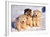 Alaskan Husky Dogs X Three Young Pups Sitting in Snow-null-Framed Photographic Print