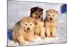 Alaskan Husky Dogs X Three Young Pups Sitting in Snow-null-Mounted Photographic Print