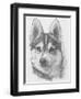 Alaskan Klee Kai-Barbara Keith-Framed Giclee Print