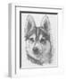 Alaskan Klee Kai-Barbara Keith-Framed Giclee Print