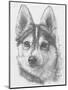 Alaskan Klee Kai-Barbara Keith-Mounted Giclee Print