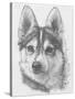 Alaskan Klee Kai-Barbara Keith-Stretched Canvas