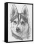 Alaskan Klee Kai-Barbara Keith-Framed Stretched Canvas