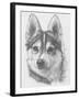 Alaskan Klee Kai-Barbara Keith-Framed Giclee Print