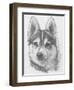 Alaskan Klee Kai-Barbara Keith-Framed Premium Giclee Print