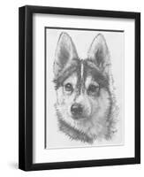 Alaskan Klee Kai-Barbara Keith-Framed Premium Giclee Print