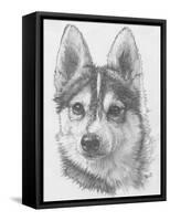 Alaskan Klee Kai-Barbara Keith-Framed Stretched Canvas