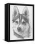 Alaskan Klee Kai-Barbara Keith-Framed Stretched Canvas