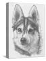 Alaskan Klee Kai-Barbara Keith-Stretched Canvas