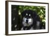 Alaskan Malamute 01-Bob Langrish-Framed Photographic Print