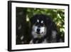 Alaskan Malamute 01-Bob Langrish-Framed Photographic Print