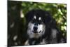 Alaskan Malamute 01-Bob Langrish-Mounted Photographic Print