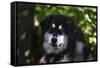 Alaskan Malamute 01-Bob Langrish-Framed Stretched Canvas