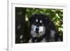 Alaskan Malamute 01-Bob Langrish-Framed Photographic Print