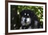 Alaskan Malamute 01-Bob Langrish-Framed Photographic Print