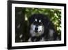 Alaskan Malamute 01-Bob Langrish-Framed Photographic Print