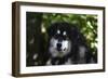 Alaskan Malamute 01-Bob Langrish-Framed Photographic Print