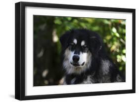 Alaskan Malamute 01-Bob Langrish-Framed Photographic Print