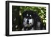 Alaskan Malamute 01-Bob Langrish-Framed Photographic Print