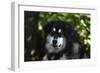 Alaskan Malamute 01-Bob Langrish-Framed Photographic Print