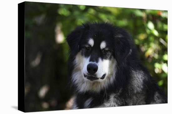 Alaskan Malamute 01-Bob Langrish-Stretched Canvas