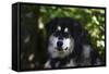 Alaskan Malamute 01-Bob Langrish-Framed Stretched Canvas